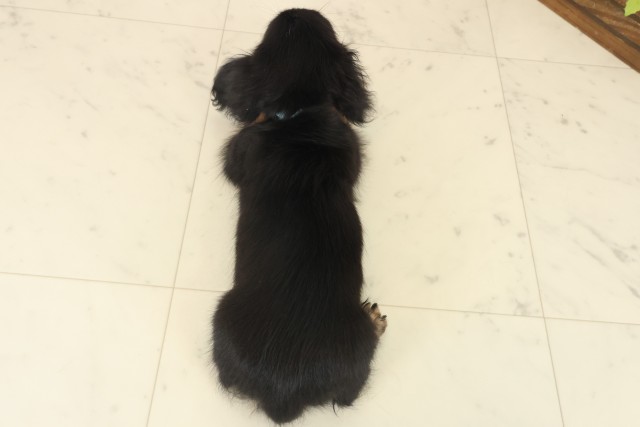 熊本県のミニチュアダックスフンド(ロング) (Coo&RIKUカリーノ玉名店/2025年10月11日生まれ/男の子/ブラックタン)の子犬の4枚目の画像