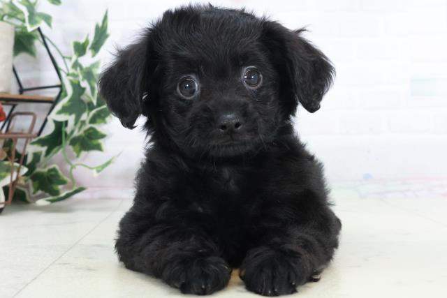 宮崎県のチワプー/プーチー(チワワ×プードル) (Coo&RIKU宮崎店/2025年10月10日生まれ/男の子/ブラック)の子犬の1枚目の画像