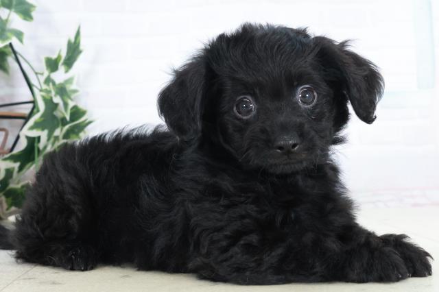 宮崎県のチワプー/プーチー(チワワ×プードル) (Coo&RIKU宮崎店/2025年10月10日生まれ/男の子/ブラック)の子犬の2枚目の画像