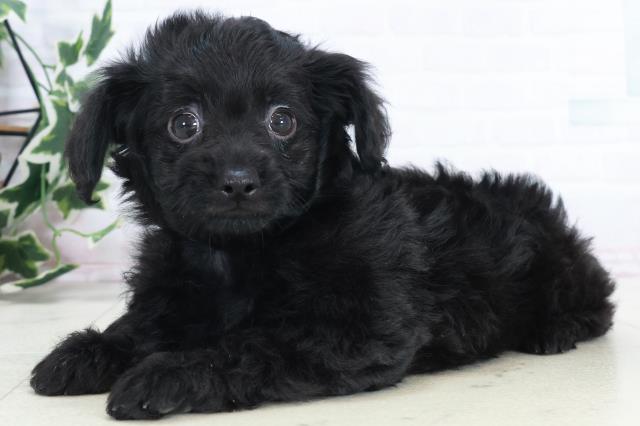 宮崎県のチワプー/プーチー(チワワ×プードル) (Coo&RIKU宮崎店/2025年10月10日生まれ/男の子/ブラック)の子犬の3枚目の画像