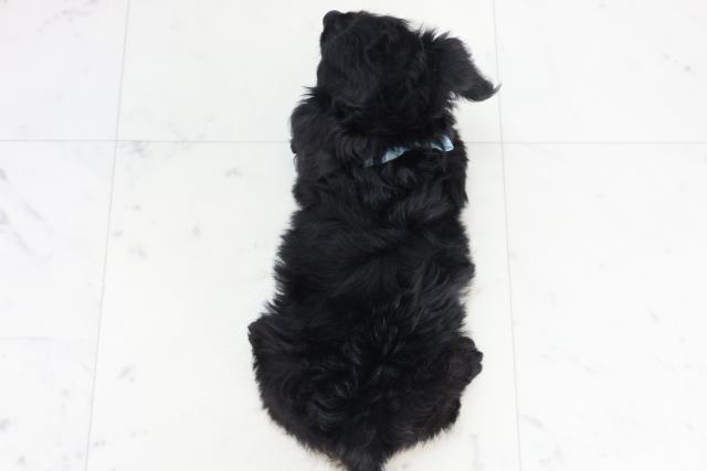 宮崎県のチワプー/プーチー(チワワ×プードル) (Coo&RIKU宮崎店/2025年10月10日生まれ/男の子/ブラック)の子犬の4枚目の画像