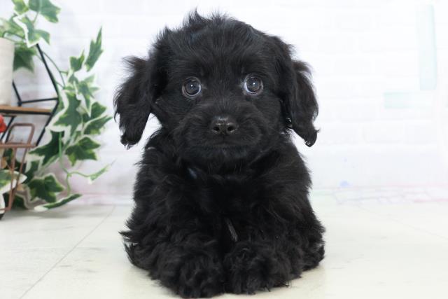 熊本県のチワプー/プーチー(チワワ×プードル) (Coo&RIKUカリーノ玉名店/2025年10月10日生まれ/男の子/ブラックホワイト)の子犬の1枚目の画像