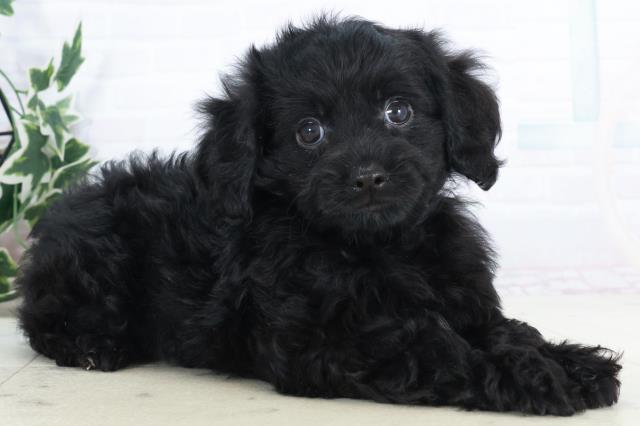 熊本県のチワプー/プーチー(チワワ×プードル) (Coo&RIKUカリーノ玉名店/2025年10月10日生まれ/男の子/ブラックホワイト)の子犬の2枚目の画像