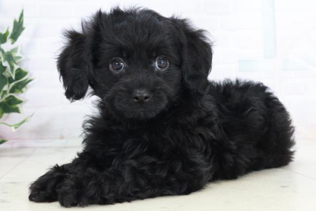 熊本県のチワプー/プーチー(チワワ×プードル) (Coo&RIKUカリーノ玉名店/2025年10月10日生まれ/男の子/ブラックホワイト)の子犬の3枚目の画像