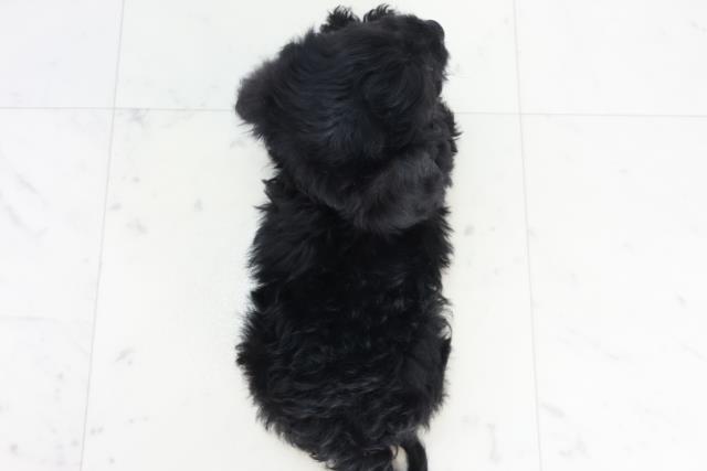 熊本県のチワプー/プーチー(チワワ×プードル) (Coo&RIKUカリーノ玉名店/2025年10月10日生まれ/男の子/ブラックホワイト)の子犬の4枚目の画像