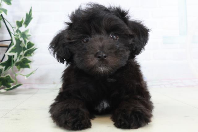 鹿児島県のマルプー(マルチーズ×プードル) (Coo&RIKU鹿屋店/2025年10月8日生まれ/男の子/ブラック)の子犬