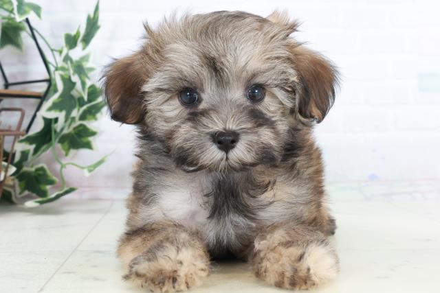 鹿児島県のマルプー(マルチーズ×プードル) (Coo&RIKU鹿児島店/2025年10月8日生まれ/女の子/オレンジセーブル)の子犬の1枚目の画像