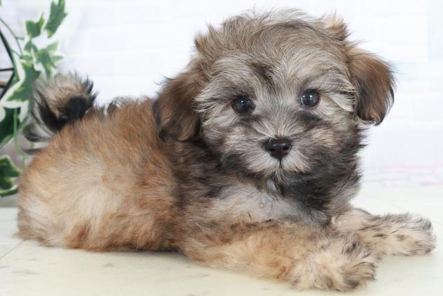 鹿児島県のマルプー(マルチーズ×プードル) (Coo&RIKU鹿児島店/2025年10月8日生まれ/女の子/オレンジセーブル)の子犬の2枚目の画像