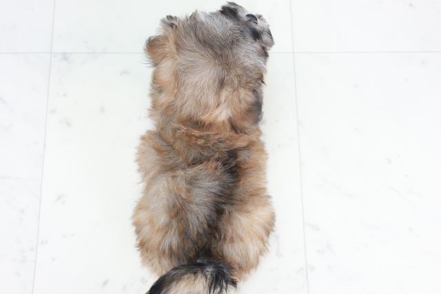 鹿児島県のマルプー(マルチーズ×プードル) (Coo&RIKU鹿児島店/2025年10月8日生まれ/女の子/オレンジセーブル)の子犬の4枚目の画像