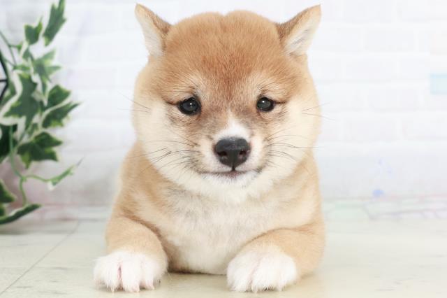 長崎県の豆柴 (Coo&RIKU長崎浜町店/2025年10月13日生まれ/女の子/赤)の子犬の1枚目の画像