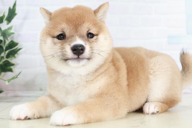 長崎県の豆柴 (Coo&RIKU長崎浜町店/2025年10月13日生まれ/女の子/赤)の子犬の3枚目の画像