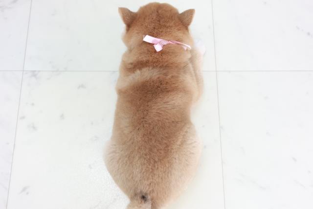 長崎県の豆柴 (Coo&RIKU長崎浜町店/2025年10月13日生まれ/女の子/赤)の子犬の4枚目の画像