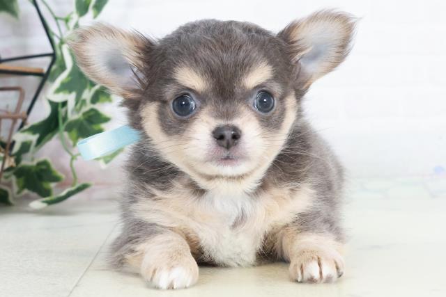 鹿児島県のチワワ(ロング) (Coo&RIKU鹿児島店/2025年10月14日生まれ/男の子/ブルータンホワイト)の子犬