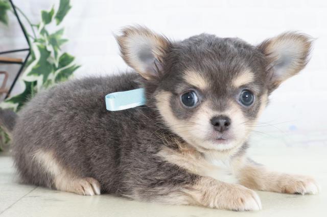 鹿児島県のチワワ(ロング) (Coo&RIKU鹿児島店/2025年10月14日生まれ/男の子/ブルータンホワイト)の子犬の2枚目の画像