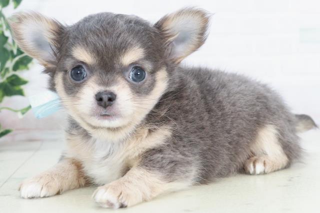 鹿児島県のチワワ(ロング) (Coo&RIKU鹿児島店/2025年10月14日生まれ/男の子/ブルータンホワイト)の子犬の3枚目の画像