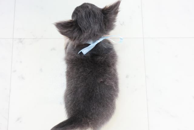 鹿児島県のチワワ(ロング) (Coo&RIKU鹿児島店/2025年10月14日生まれ/男の子/ブルータンホワイト)の子犬の4枚目の画像