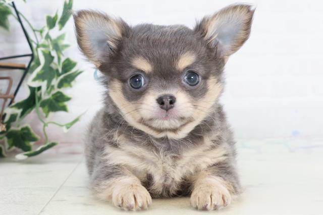 熊本県のチワワ(ロング) (Coo&RIKU宇土シティモール店/2025年10月14日生まれ/男の子/ブルータンホワイト)の子犬の1枚目の画像