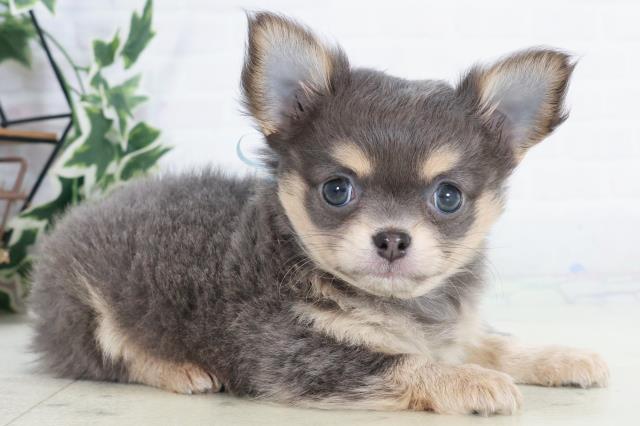 熊本県のチワワ(ロング) (Coo&RIKU宇土シティモール店/2025年10月14日生まれ/男の子/ブルータンホワイト)の子犬の2枚目の画像