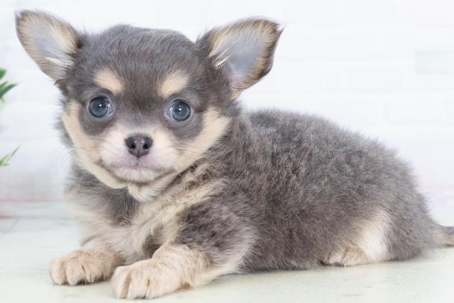 熊本県のチワワ(ロング) (Coo&RIKU宇土シティモール店/2025年10月14日生まれ/男の子/ブルータンホワイト)の子犬の3枚目の画像