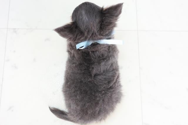 熊本県のチワワ(ロング) (Coo&RIKU宇土シティモール店/2025年10月14日生まれ/男の子/ブルータンホワイト)の子犬の4枚目の画像