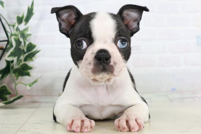 熊本県のボストンテリア (Coo&RIKU熊本店/2025年10月14日生まれ/女の子/ボストンカラー)の子犬の1枚目の画像