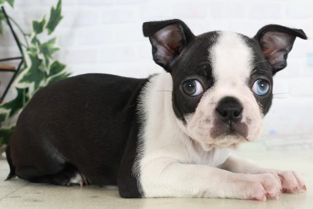 熊本県のボストンテリア (Coo&RIKU熊本店/2025年10月14日生まれ/女の子/ボストンカラー)の子犬の2枚目の画像