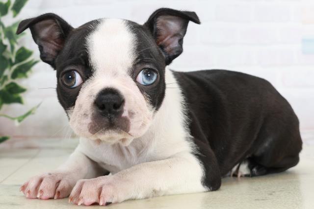 熊本県のボストンテリア (Coo&RIKU熊本店/2025年10月14日生まれ/女の子/ボストンカラー)の子犬の3枚目の画像