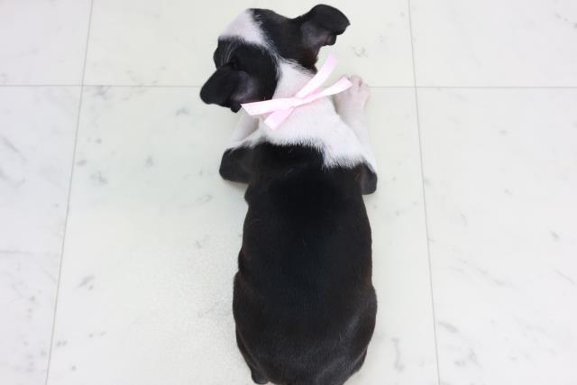 熊本県のボストンテリア (Coo&RIKU熊本店/2025年10月14日生まれ/女の子/ボストンカラー)の子犬の4枚目の画像