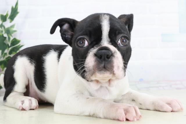 鹿児島県のボストンテリア (Coo&RIKU鹿児島店/2025年10月14日生まれ/女の子/ボストンカラー)の子犬の2枚目の画像