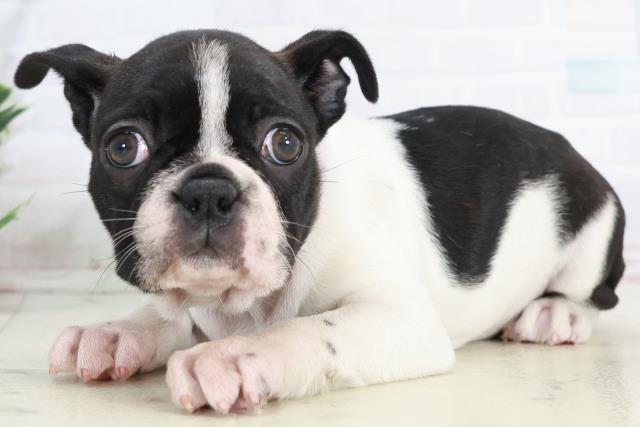 鹿児島県のボストンテリア (Coo&RIKU鹿児島店/2025年10月14日生まれ/女の子/ボストンカラー)の子犬の3枚目の画像