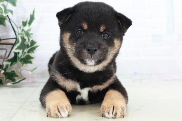 福岡県の豆柴 (Coo&RIKU福岡西店/2025年10月12日生まれ/男の子/黒)の子犬の1枚目の画像