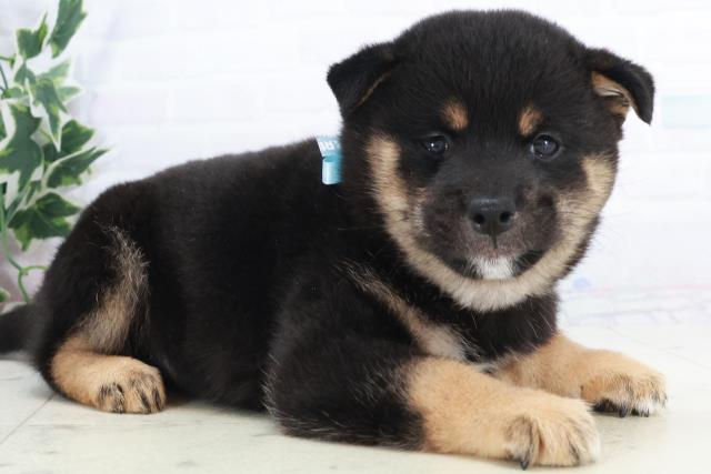 福岡県の豆柴 (Coo&RIKU福岡西店/2025年10月12日生まれ/男の子/黒)の子犬の2枚目の画像