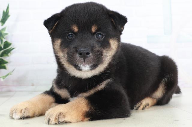 福岡県の豆柴 (Coo&RIKU福岡西店/2025年10月12日生まれ/男の子/黒)の子犬の3枚目の画像