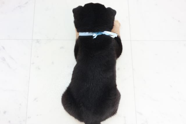 福岡県の豆柴 (Coo&RIKU福岡西店/2025年10月12日生まれ/男の子/黒)の子犬の4枚目の画像