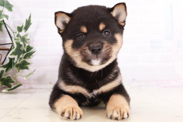 熊本県の豆柴 (Coo&RIKU熊本店/2025年10月12日生まれ/男の子/黒)の子犬の1枚目の画像