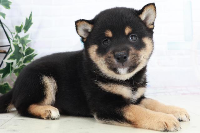 熊本県の豆柴 (Coo&RIKU熊本店/2025年10月12日生まれ/男の子/黒)の子犬の2枚目の画像