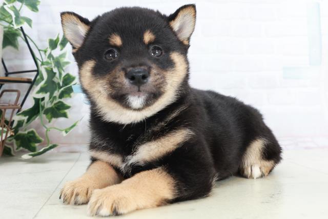 熊本県の豆柴 (Coo&RIKU熊本店/2025年10月12日生まれ/男の子/黒)の子犬の3枚目の画像