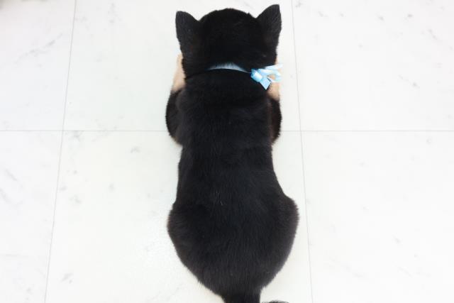 熊本県の豆柴 (Coo&RIKU熊本店/2025年10月12日生まれ/男の子/黒)の子犬の4枚目の画像