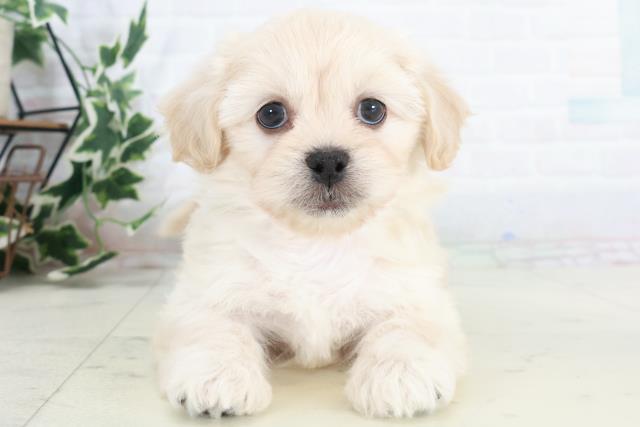 長崎県のペキプー(ペキニーズ×プードル) (Coo&RIKU長崎佐世保店/2025年10月14日生まれ/男の子/クリーム)の子犬の1枚目の画像
