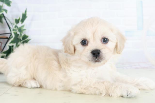 長崎県のペキプー(ペキニーズ×プードル) (Coo&RIKU長崎佐世保店/2025年10月14日生まれ/男の子/クリーム)の子犬の2枚目の画像