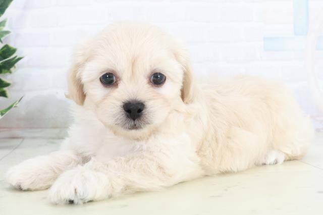 長崎県のペキプー(ペキニーズ×プードル) (Coo&RIKU長崎佐世保店/2025年10月14日生まれ/男の子/クリーム)の子犬の3枚目の画像