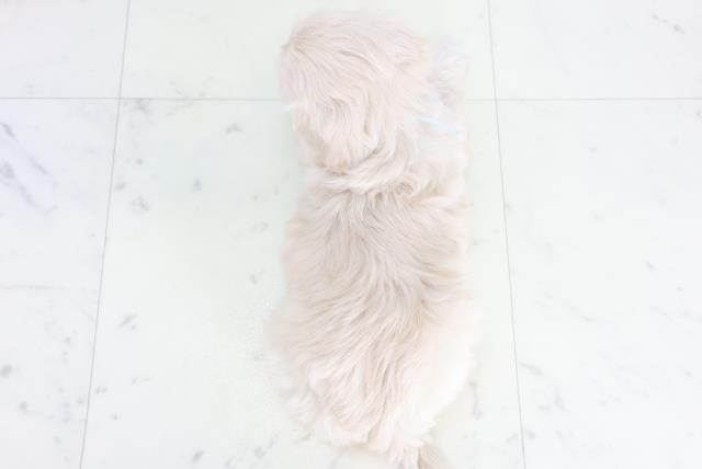 長崎県のペキプー(ペキニーズ×プードル) (Coo&RIKU長崎佐世保店/2025年10月14日生まれ/男の子/クリーム)の子犬の4枚目の画像