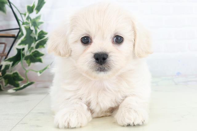 熊本県のペキプー(ペキニーズ×プードル) (Coo&RIKU熊本店/2025年10月14日生まれ/男の子/クリーム)の子犬の1枚目の画像