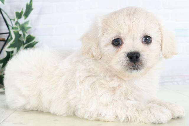 熊本県のペキプー(ペキニーズ×プードル) (Coo&RIKU熊本店/2025年10月14日生まれ/男の子/クリーム)の子犬の2枚目の画像