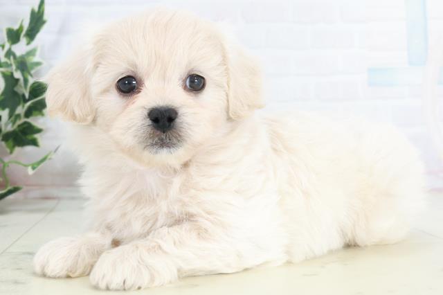 熊本県のペキプー(ペキニーズ×プードル) (Coo&RIKU熊本店/2025年10月14日生まれ/男の子/クリーム)の子犬の3枚目の画像