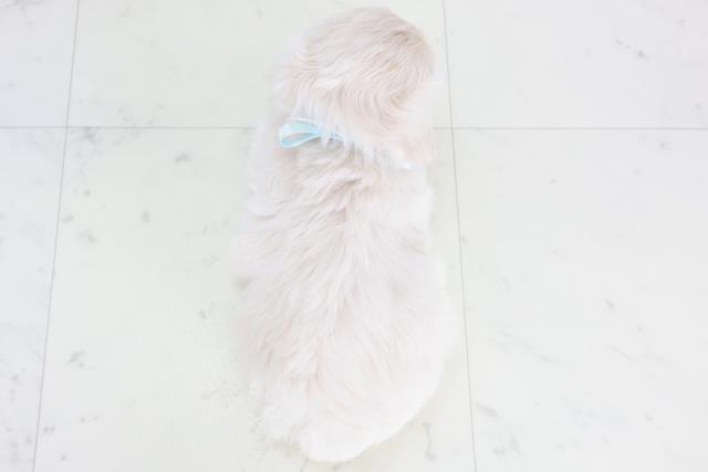 熊本県のペキプー(ペキニーズ×プードル) (Coo&RIKU熊本店/2025年10月14日生まれ/男の子/クリーム)の子犬の4枚目の画像