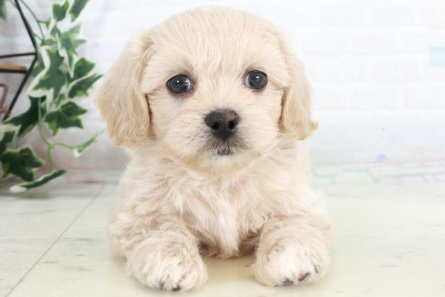 鹿児島県のペキプー(ペキニーズ×プードル) (Coo&RIKU霧島店/2025年10月14日生まれ/男の子/クリーム)の子犬