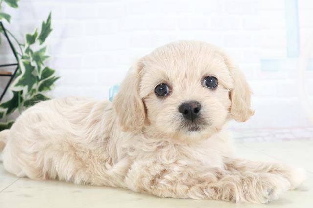 鹿児島県のペキプー(ペキニーズ×プードル) (Coo&RIKU霧島店/2025年10月14日生まれ/男の子/クリーム)の子犬の2枚目の画像