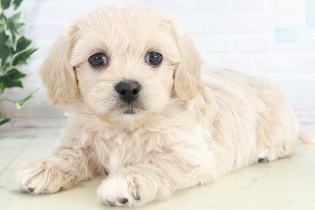 鹿児島県のペキプー(ペキニーズ×プードル) (Coo&RIKU霧島店/2025年10月14日生まれ/男の子/クリーム)の子犬の3枚目の画像