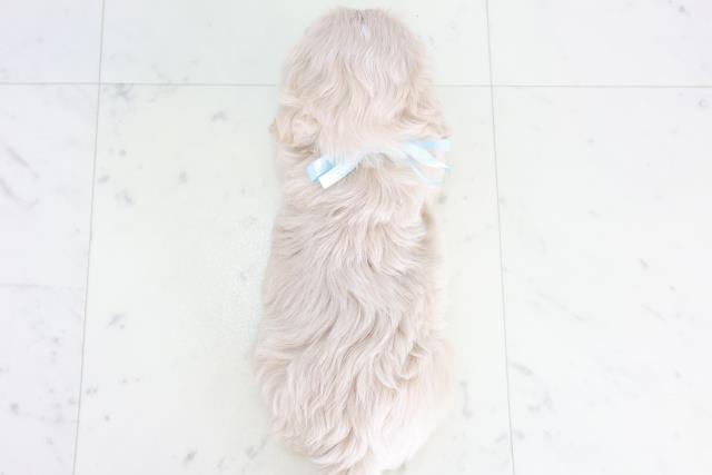 鹿児島県のペキプー(ペキニーズ×プードル) (Coo&RIKU霧島店/2025年10月14日生まれ/男の子/クリーム)の子犬の4枚目の画像